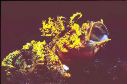 Yellow scorpian fish-Black Rock Sulawesi. Nikon F80 in Su... by Joanne Sandbrook 